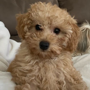 Meet your Posher, Maria